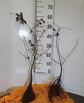 Carpinus betulus Losse wortel 40 - 60 cm
