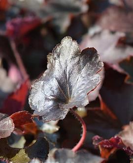 Heuchera 'Stormy Seas' Pot 9 cm