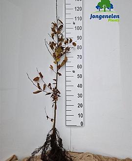 Carpinus betulus Losse wortel 100 - 125 cm