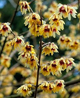 Chimonanthus praecox Pot 12 liter 60 - 80 cm