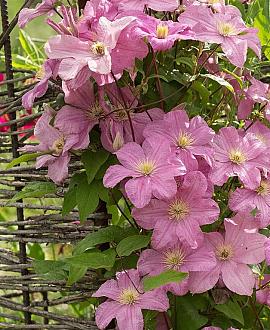Clematis 'Comtesse de Bouchaud' Pot 2,25 Liter