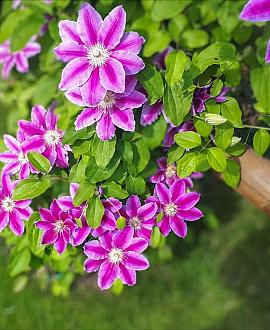 Clematis 'Dr Ruppel' Pot 2,25 Liter