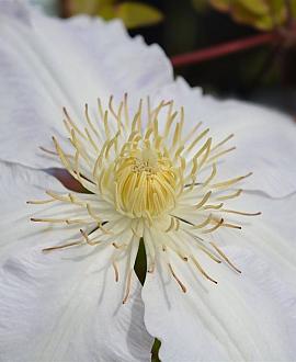 Clematis 'Gladys Picard' Pot 2,25 Liter