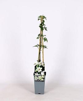 Clematis 'Joe' Pot 2,25 Liter
