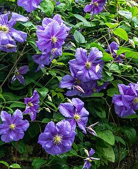 Clematis 'Königskind' Pot 2,25 Liter