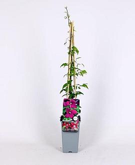 Clematis 'Madame Julia Correvon' Pot 2,25 Liter
