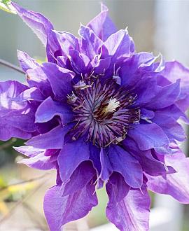 Clematis 'Multi Blue' Pot 2,25 Liter