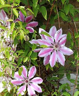 Clematis 'Nelly Moser' Pot 2,25 Liter