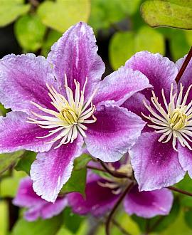 Clematis 'Piilu' Pot 2,25 Liter