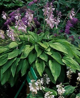 Hosta 'August Moon' Pot 9 cm