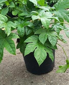 Fatsia japonica Pot 7,5 Liter 