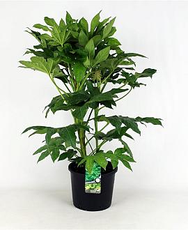 Fatsia japonica Pot 12 liter 