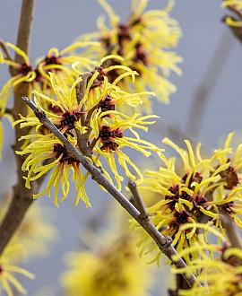 Hamamelis int. 'Arnold Promise' Pot 10 liter 100 - 125 cm