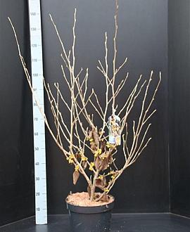 Hamamelis int. 'Arnold Promise' Pot 10 liter 100 - 125 cm