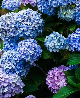 Hydrangea macrophylla Pot 5 Liter 