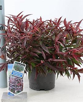 Leucothoe keiskei Burning Love Pot 2 Liter