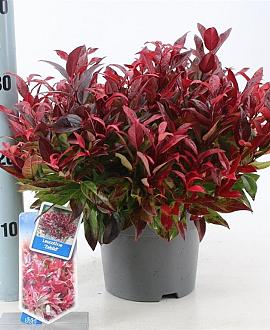 Leucothoe 'Zeblid' Pot 10 liter