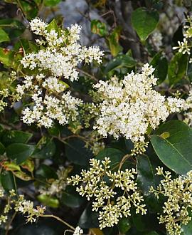Ligustrum j. 'Texanum' Pot 20 Liter stam 150 cm