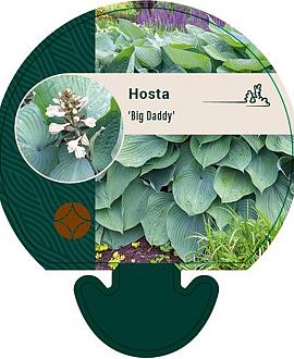 Hosta 'Big Daddy' Pot 9 cm