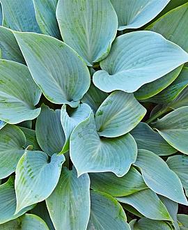Hosta 'Big Daddy' Pot 9 cm
