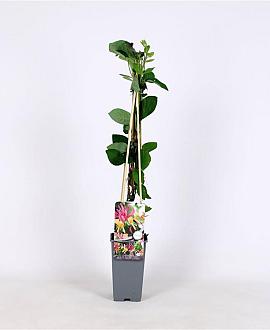 Lonicera heckr. 'American Beauty' Pot 2 Liter