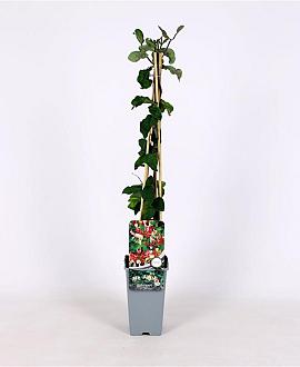 Lonicera per. 'Belgica' Pot 2 Liter