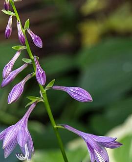 Hosta 'Blue Cadet' Pot 9 cm