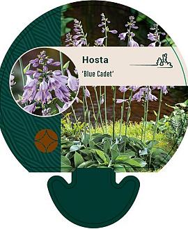 Hosta 'Blue Cadet' Pot 9 cm