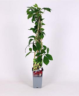 Parthenocissus quinquefolia Pot 2 Liter