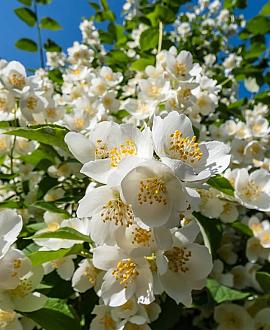 Philadelphus 'Mont Blanc' Pot 3 Liter 
