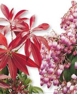 Pieris jap. 'Katsura' Pot 3 Liter 
