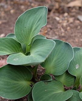 Hosta 'Blue Mouse Ears' Pot 9 cm