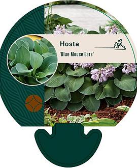 Hosta 'Blue Mouse Ears' Pot 9 cm