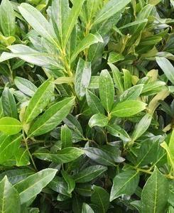 Prunus l. 'Caucasica' Stam 180 cm Leivorm 120x120 (BxH)