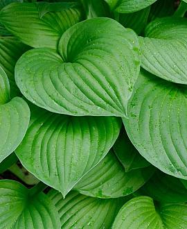 Hosta 'Devon Green' Pot 9 cm