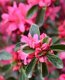 Rhododendron (AJ) 'Anouk' Pot 2 Liter