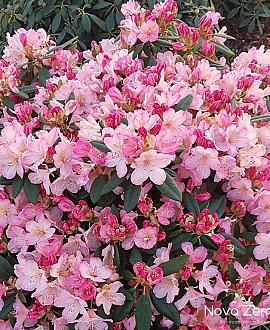 Rhododendron (Y) 'Percy Wiseman' Pot 3 Liter 