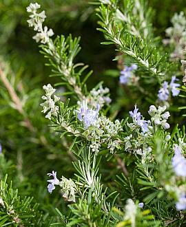 Rosmarinus off. 'Capri' Pot 2 Liter