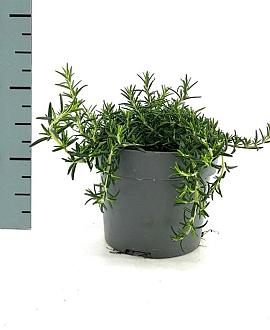 Rosmarinus off. 'Capri' Pot 2 Liter
