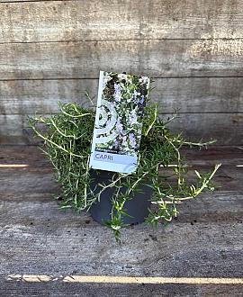 Rosmarinus off. 'Capri' Pot 2 Liter
