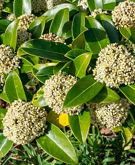 Skimmia j. White Globe Pot 1,5 liter