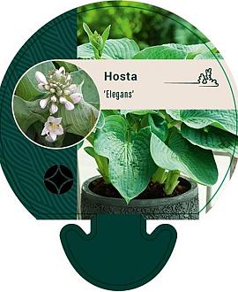 Hosta 'Elegans' Pot 9 cm