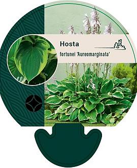 Hosta 'Fortunei Aureomarginata' Pot 9 cm
