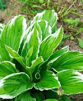 Hosta 'Fortunei Aureomarginata' Pot 9 cm