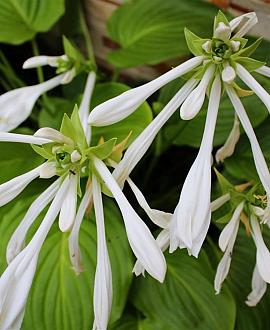 Hosta 'Honeybells' Pot 9 cm