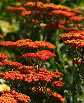 Achillea 'Feuerland' Pot 9 cm