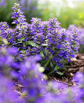 Ajuga reptans 'Braunherz' Pot 9 cm