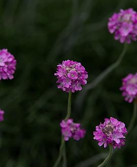 Armeria mar. 'Splendens Perfecta' Pot 9 cm