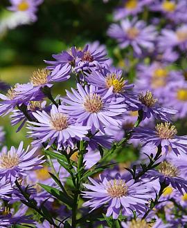 Aster 'Treffpunkt' Pot 9 cm