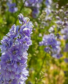Delphinium (E) Delgenius Breezin Pot 9 cm